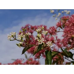 Rudeninė alyva - Heptacodium miconioides