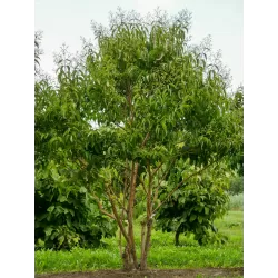 Rudeninė alyva - Heptacodium miconioides