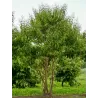 Rudeninė alyva - Heptacodium miconioides