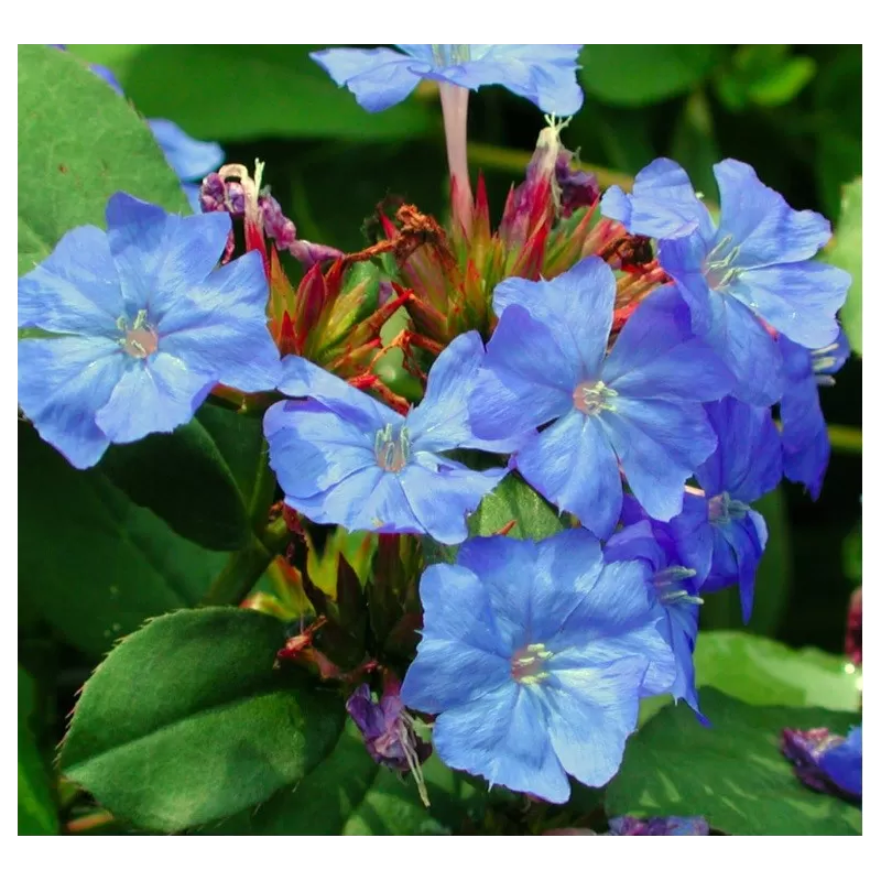 Ceratostigma plumbaginoides