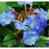 Ceratostigma plumbaginoides