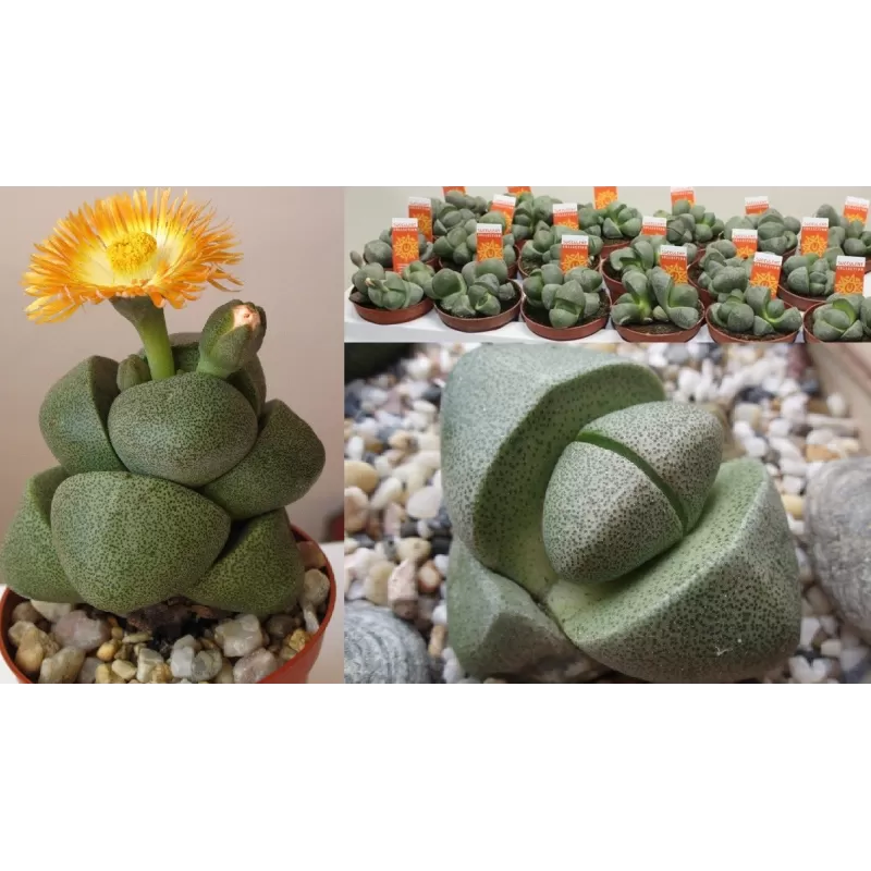 Gyvasis akmenukas (litopsis) - Lithops Pleiospilos nellii