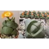 Lithops Pleiospilos NELII