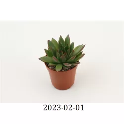 Eševerija - Echeveria AGAVOIDES