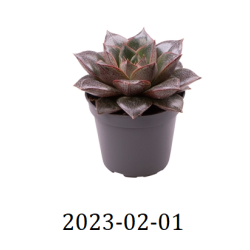 Eševerija - Echeveria PURPUSORUM