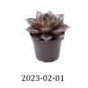 Eševerija - Echeveria PURPUSORUM