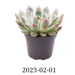 Eševerija - Echeveria PULIDONIS