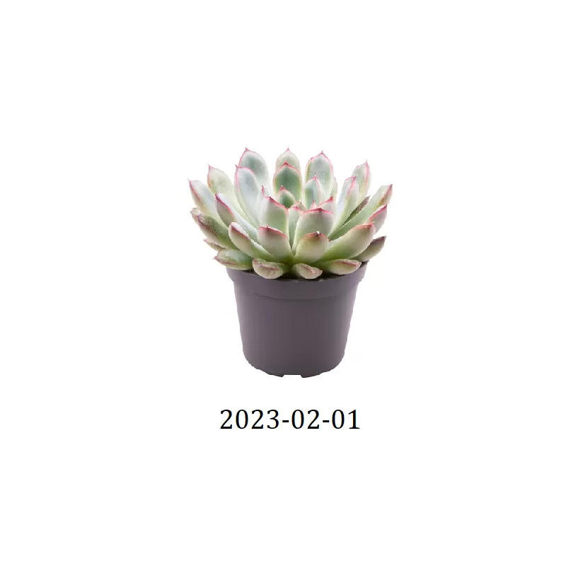 Echeveria PULIDONIS