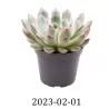 Eševerija - Echeveria PULIDONIS