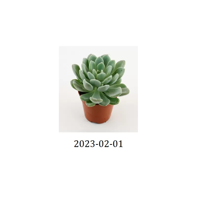 Echeveria SCHEIDECKERII