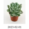 Echeveria SCHEIDECKERII