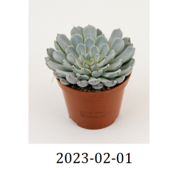 Echeveria DERENBERGII