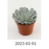 Echeveria DERENBERGII