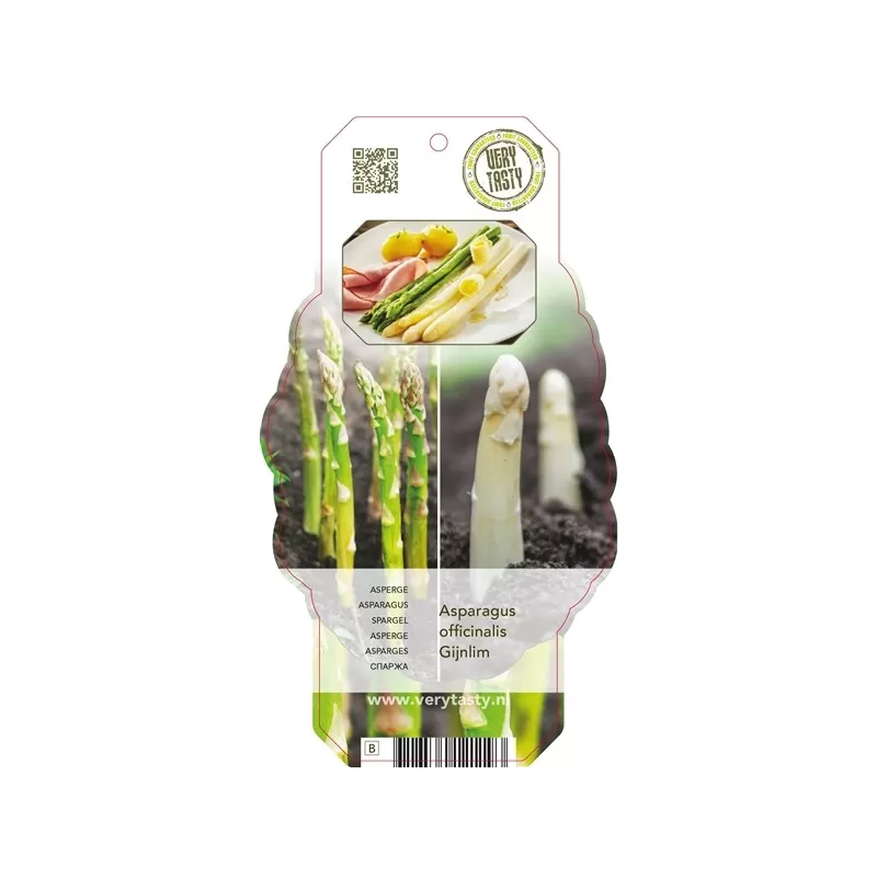 Vaistinis smidras, šparagas - Asparagus GIJNLIM