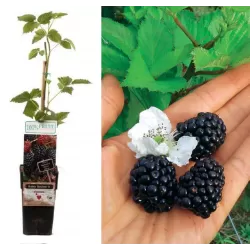 Rubus fruticosus REUBEN