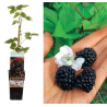 Blackberry - Rubus fruticosus REUBEN