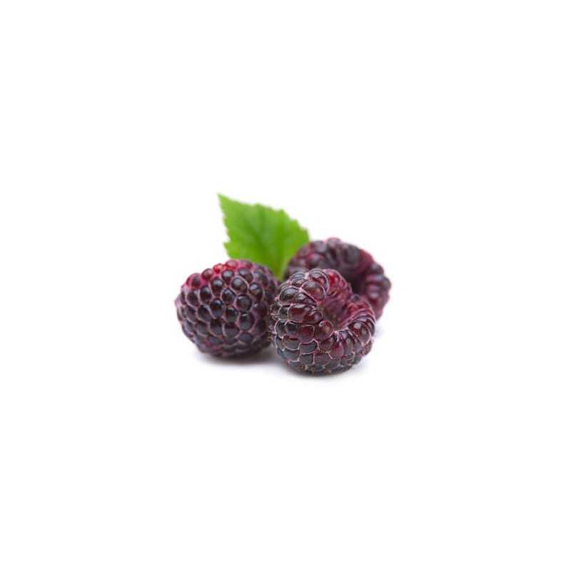 Raspberry - Rubus idaeus x neglectus GLEN COE