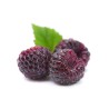 Raspberry - Rubus idaeus x neglectus GLEN COE