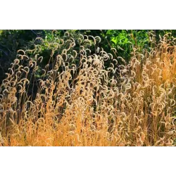 Grakštusis striepsnenis - Bouteloua gracilis