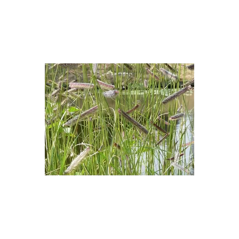 Grakštusis striepsnenis - Bouteloua gracilis