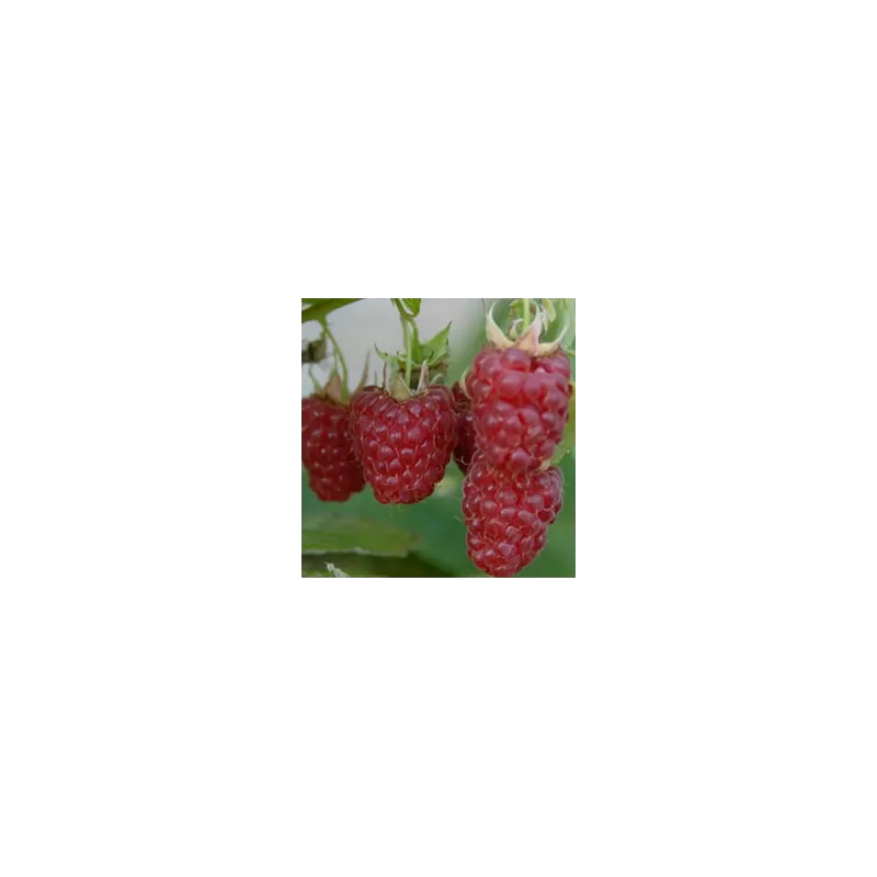 Paprastoji avietė - Rubus idaeus Tulameen
