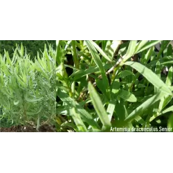 Vaistinių kiečių Senior sodinukai su pristatymu į namus