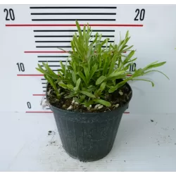 Vaistinių kiečių Senior sodinukai su pristatymu į namus