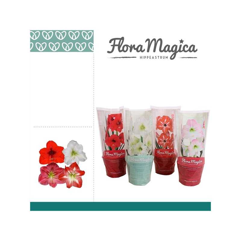 Meileniai - Hippeastrum MIX