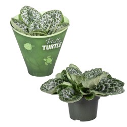 Strptokarpas - Streptocarpus PRETTY TURTLE