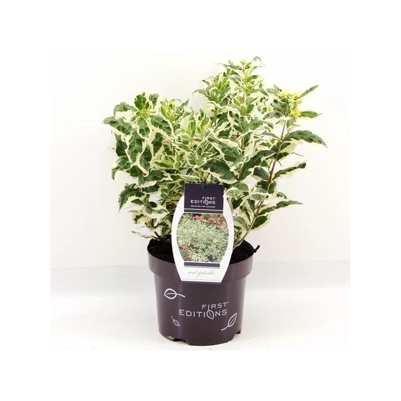 Diervilė - Diervilla sessilifolia COOL SPLASH