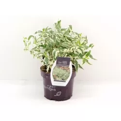 Diervilė - Diervilla sessilifolia COOL SPLASH