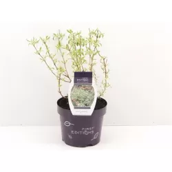 Diervilė - Diervilla sessilifolia COOL SPLASH