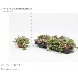 Tradeskantė - Tradescantia fluminensis QUADRICOLOR