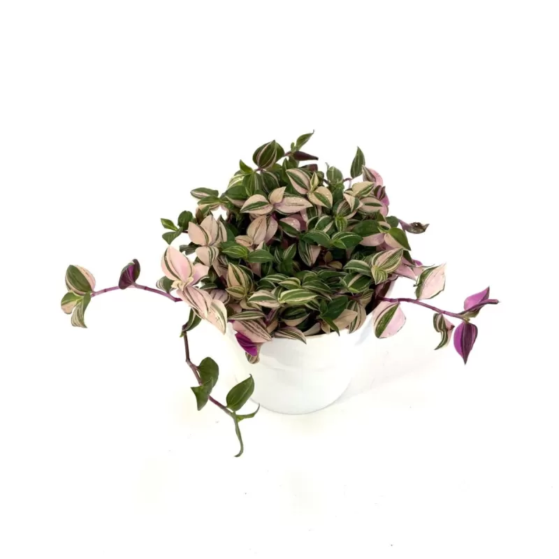 Tradeskantė - Tradescantia fluminensis QUADRICOLOR