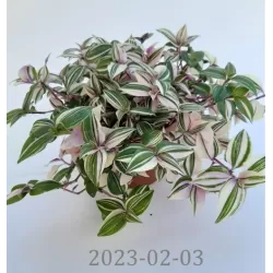 Tradeskantė - Tradescantia fluminensis QUADRICOLOR