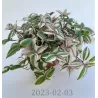 Tradeskantė - Tradescantia fluminensis QUADRICOLOR