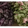 Tradescantia MIX