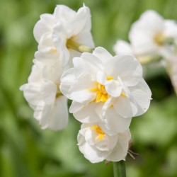 Narcissus BRIDAL CROWN