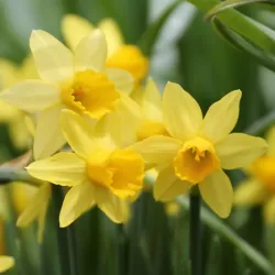 Narcizas - Narcissus TETE A TETE