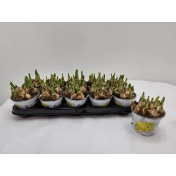 Narcissus TETE A TETE