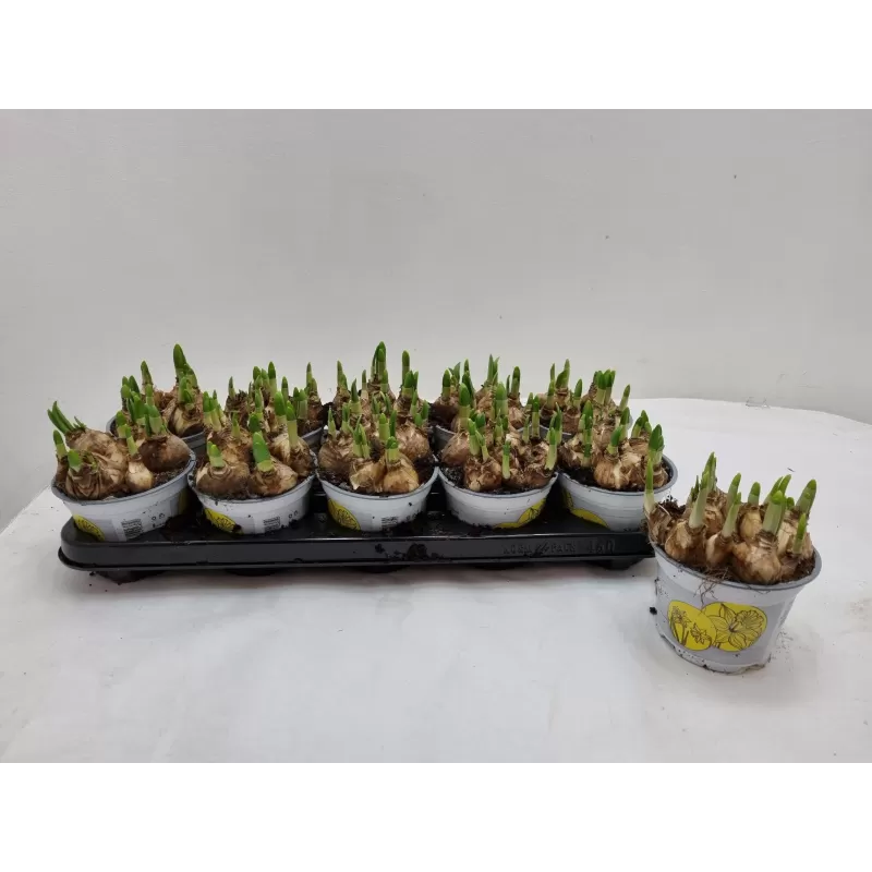 Narcissus TETE A TETE
