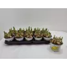 Narcissus TETE A TETE