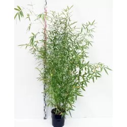 Didbambukis - Phyllostachys aureosulcata AUREOCAULIS