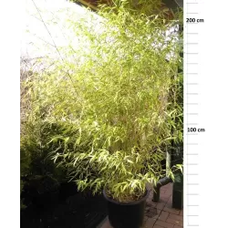 Bambukas su pristatymu į namus