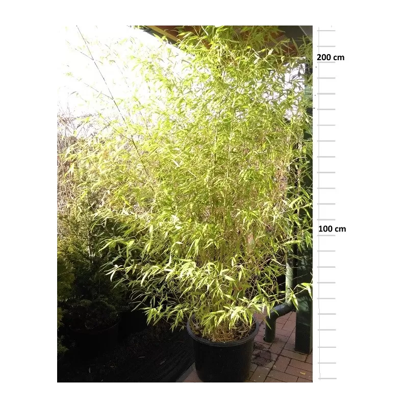 Bambukas su pristatymu į namus