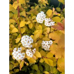 Vanhuto lanksva - Spiraea x vanhouttei GOLD FOUNTAIN