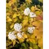 Vanhuto lanksva - Spiraea x vanhouttei GOLD FOUNTAIN