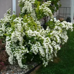 Vanhuto lanksva - Spiraea x vanhouttei GOLD FOUNTAIN