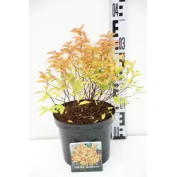 Japoninė lanksva - Spiraea bumalda (japonica) GOLDFLAME