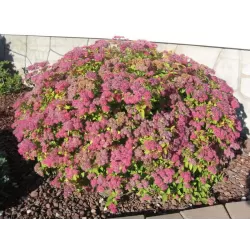 Japoninė lanksva - Spiraea japonica MAGIC CARPET